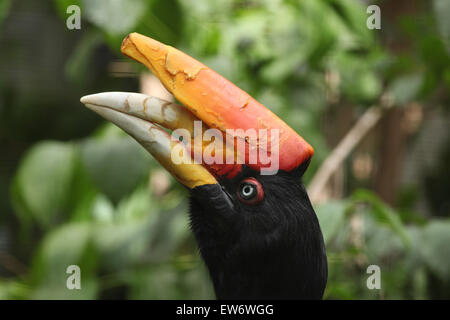 Rhinoceros Hornbill (Buceros Rhinoceros) am Zoo Prag. Stockfoto