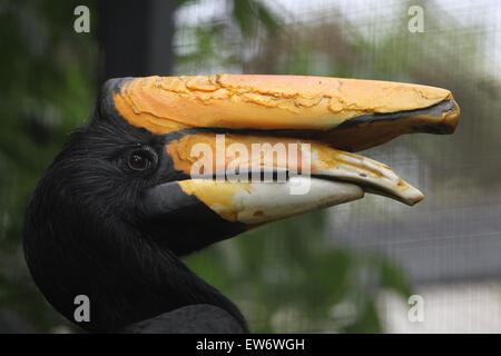 Rhinoceros Hornbill (Buceros Rhinoceros) am Zoo Prag. Stockfoto