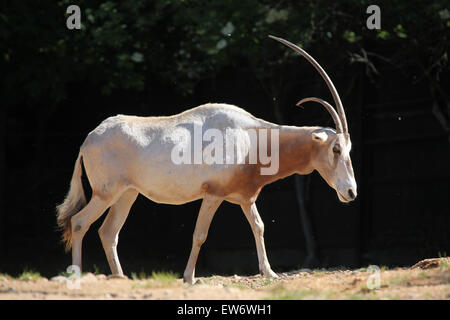 Krummsäbel Oryx (Oryx Dammah), auch bekannt als die Sahara Oryx oder Scimitar-horned Oryx im Zoo Prag. Stockfoto