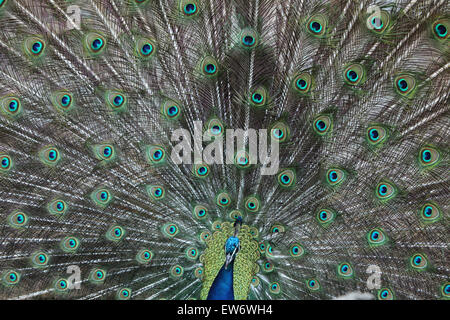 Indischen Pfauen (Pavo Cristatus), auch bekannt als die blaue Pfauen im Zoo Prag. Stockfoto