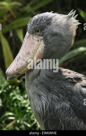 Schuhschnabel (Balaeniceps Rex), auch bekannt als Whalehead oder Schuh-billed Storch am Zoo Prag. Stockfoto