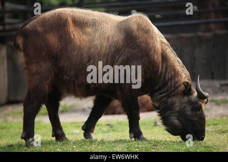 Takin (Budorcas Taxicolor), auch bekannt als die Gnu-Ziege im Zoo Prag. Stockfoto