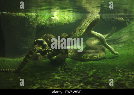 Grüne Anakonda (Eunectes Murinus) Schwimmen unter Wasser am Zoo Prag. Stockfoto