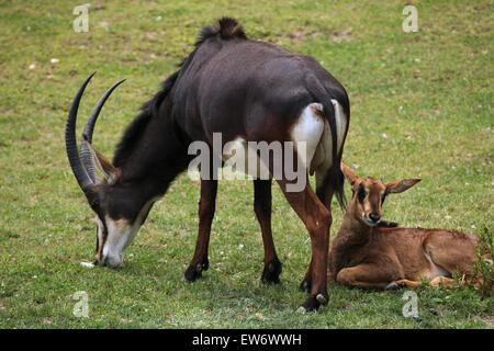 Rappenantilope (Hippotragus Niger), auch bekannt als die schwarze Antilope im Zoo Prag. Stockfoto