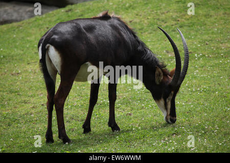 Rappenantilope (Hippotragus Niger), auch bekannt als die schwarze Antilope im Zoo Prag. Stockfoto