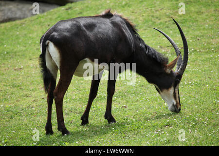 Rappenantilope (Hippotragus Niger), auch bekannt als die schwarze Antilope im Zoo Prag. Stockfoto