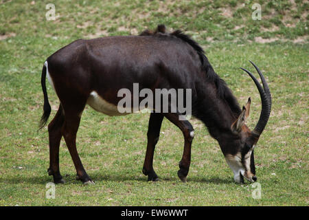 Rappenantilope (Hippotragus Niger), auch bekannt als die schwarze Antilope im Zoo Prag. Stockfoto