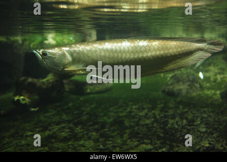 Silberne Arowana (Osteoglossum Bicirrhosum) Schwimmen unter Wasser am Zoo Prag. Stockfoto