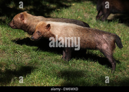 Busch-Hund (Speothossogar Venaticus) am Zoo Prag. Stockfoto