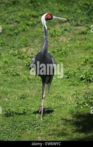 White-Himalaja-Kranich (Grus Vipio) auf dem grünen Rasen am Zoo Prag. Stockfoto