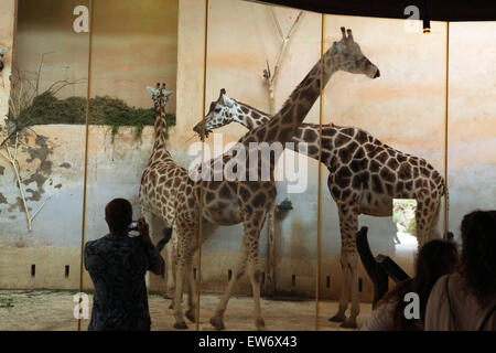 Besucher schauen Sie sich die Rothschild-Giraffen (Giraffa Plancius Rothschildi) im Zoo von Prag, Tschechische Republik. Stockfoto