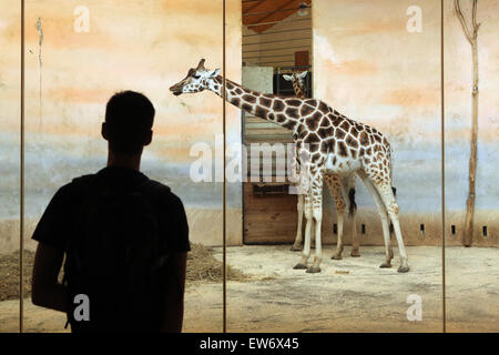 Besucher schaut der Rothschild-Giraffen (Giraffa Plancius Rothschildi) im Zoo von Prag, Tschechische Republik. Stockfoto