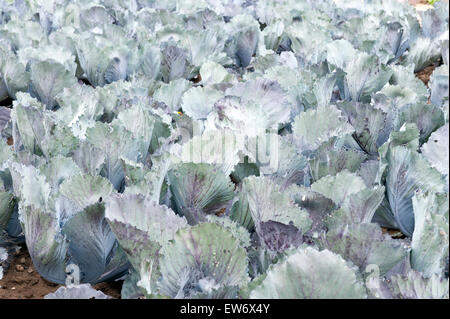 Rotkohl (Brassica Oleracea) Feld Rheinland-Pfalz Deutschland Europa Stockfoto