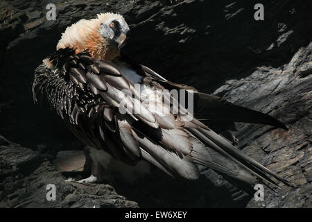 Bartgeier (sollten Barbatus), auch bekannt als die Bartgeier oder Gipetto am Zoo Prag. Stockfoto