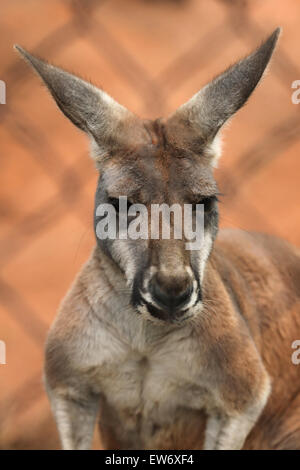 Roter Känguruh (Macropus Rufus) hinter den Käfig im Zoo Prag. Stockfoto