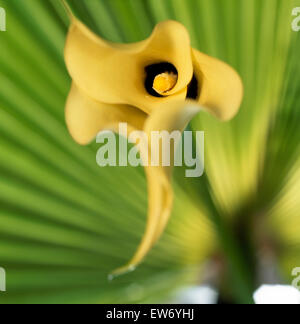 Nahaufnahme einer gelben Calla Lilie Stockfoto