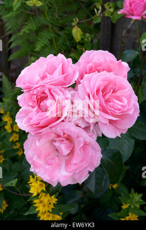 Cluster von großen, rosa Rosen in voller Blüte. Stockfoto