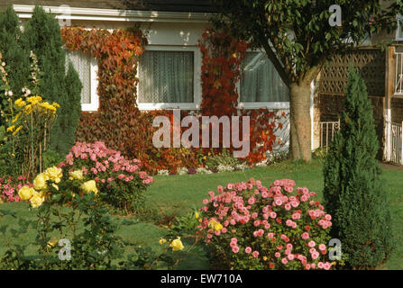 Rosa Chrysanthemen und gelbe Rosen mit einem kleinen Nadelbaum vor Garten ein siebziger Jahre Vorstadthaus Stockfoto