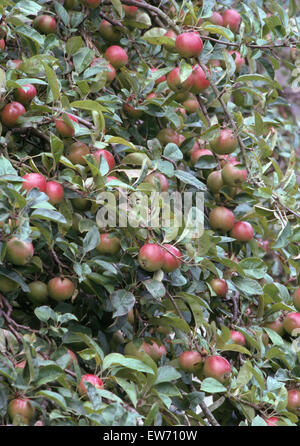 Nahaufnahme der Äpfel an einem Baum wachsen Stockfoto
