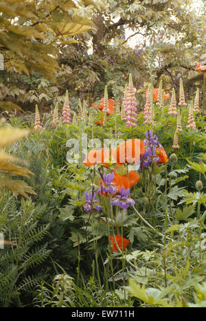 Rosa Lupinen und blaue Iris im Sommer Grenze mit roten Mohnblumen Stockfoto