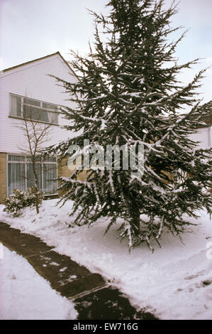 Nadelbaum im Schnee bedeckt s Garten Stockfoto