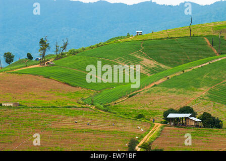 Hohen Blick auf Reis Terrassen Mae Chaem, Chiang Mai, Nordthailand Stockfoto
