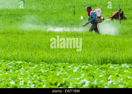 Landwirt Sprühen von Pestiziden auf Terrasse Reisfelder in Mae Chaem Bezirk Chiang Mai, Thailand Stockfoto