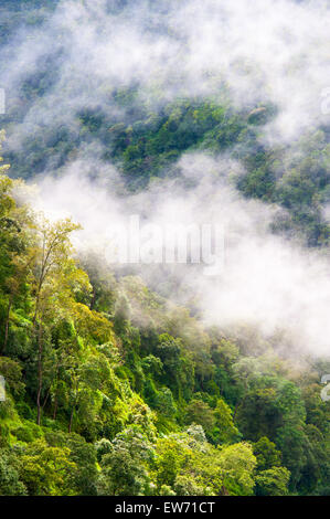 Wald am Berge im Nebel Stockfoto