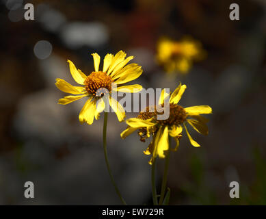 Alpinen Wildblumen in der Nähe von Sonora Pass, Kalifornien Stockfoto