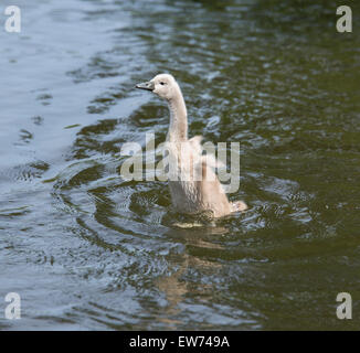 Schwan im Tehidy Wald, Redruth, Cornwall, England Stockfoto