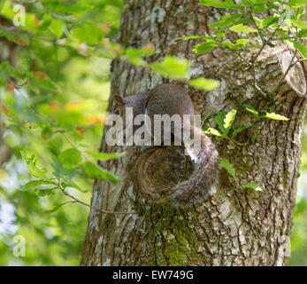 Graue Eichhörnchen an Tehidy Woods, Redruth, Cornwall, England Stockfoto