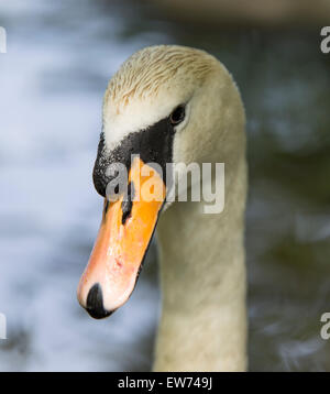 Schwan im Tehidy Wald, Redruth, Cornwall, England Stockfoto