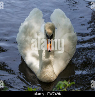 Schwan im Tehidy Wald, Redruth, Cornwall, England Stockfoto