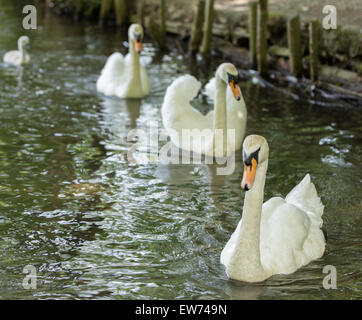 Schwan im Tehidy Wald, Redruth, Cornwall, England Stockfoto