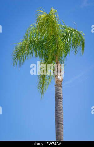 Eine einsame Palme vor einem warmen blauen Himmel in der Nähe zum Pazifischen Ozean im California Stockfoto