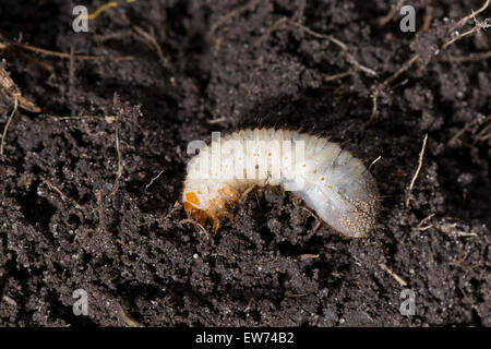 Rose Chafer, Larve, Larven, Grub, rodet, Rosenkäfer, Larve, Engerling, Larven, Käferlarve, Gold-Rosenkäfer, Cetonia Aurata Stockfoto