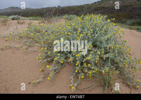 Coastal Medick, Meer Medick, See Luzerne, Strang-Schneckenklee, Strandschneckenklee, Düne, Dünen, Medicago Marina, Strandpflanze Stockfoto