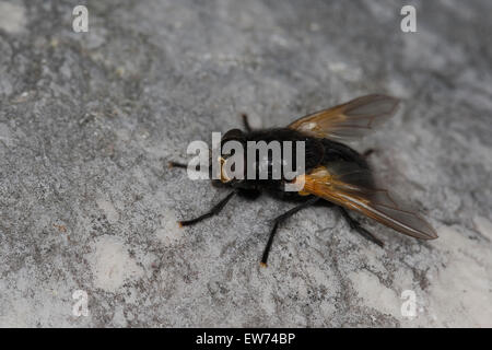 Mittag-Fly, Noonfly, Rinderfliege, Rinderfliege, Mittagsfliege, Mesembrina Meridana, Musca Meridiana Mittags-Fliege Stockfoto