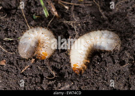 Rose Chafer, Larve, Larven, Grub, rodet, Rosenkäfer, Larve, Engerling, Larven, Käferlarve, Gold-Rosenkäfer, Cetonia Aurata Stockfoto