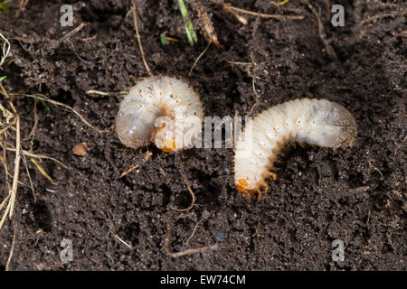 Rose Chafer, Larve, Larven, Grub, rodet, Rosenkäfer, Larve, Engerling, Larven, Käferlarve, Gold-Rosenkäfer, Cetonia Aurata Stockfoto