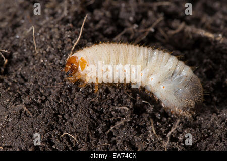 Rose Chafer, Larve, Larven, Grub, rodet, Rosenkäfer, Larve, Engerling, Larven, Käferlarve, Gold-Rosenkäfer, Cetonia Aurata Stockfoto