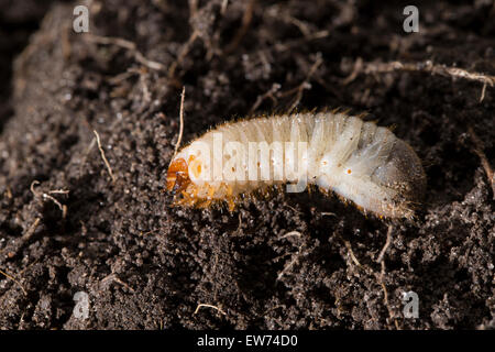 Rose Chafer, Larve, Larven, Grub, rodet, Rosenkäfer, Larve, Engerling, Larven, Käferlarve, Gold-Rosenkäfer, Cetonia Aurata Stockfoto