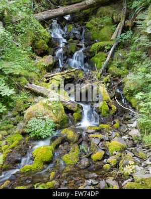 Kleiner Wasserfall in Mount Rainier Nationalpark Stockfoto