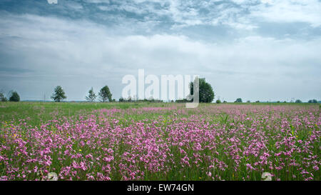 Blühende Sommerwiese und bewölkter Himmel Stockfoto