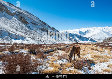 Landschaft des Winters im Changthang Stockfoto