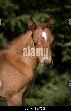 Arabische Stute Stockfoto