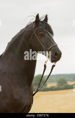 Spanischer Hengst, Pura Raza Espanola oder PRE, schwarz Stockfoto