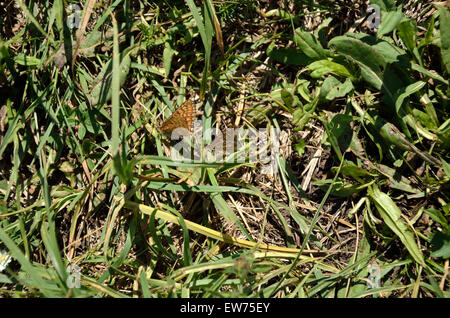 Paar orange Schmetterlinge auf dem grünen Rasen spielen Stockfoto