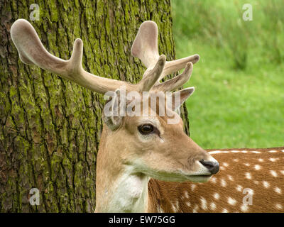 Damwild (Dama Dama) Hirsch Buck mit neuen Geweih noch in Leder bezogen, Charnwood Forest, Leicestershire, England, Grossbritannien. Stockfoto