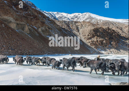 Yah Wohnwagen auf gefrorenen Indus Fluß Stockfoto